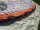FLYSURFER Soul 9m²*Testkite*